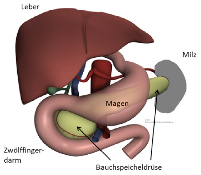 Lage der Bauchspeicheldrüse hinter dem Magen